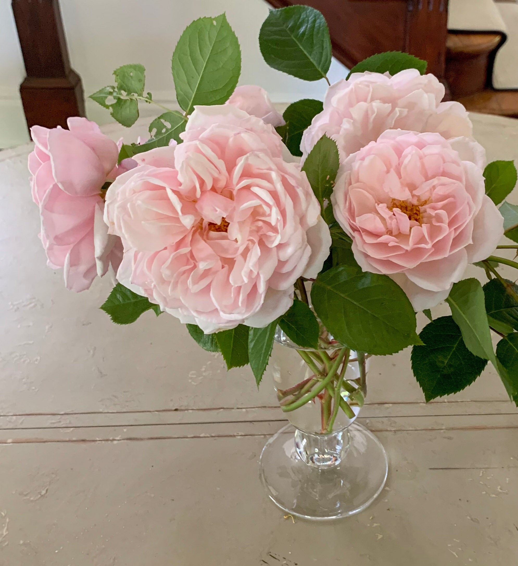 how do your roses grow???