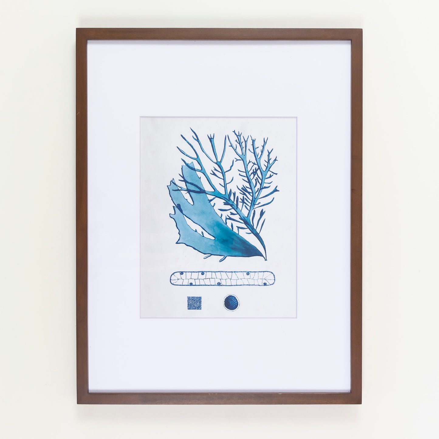 Blue Coral 1950's Lithograph